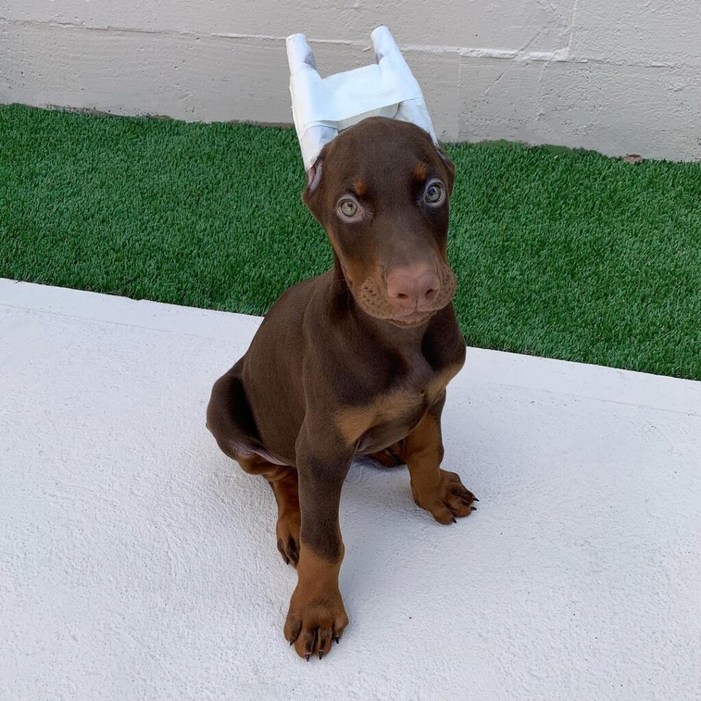 doberman puppies for sale tulsa